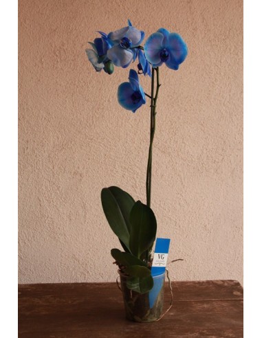 Orquídea Phalaenopsis azul