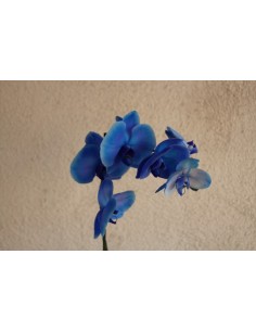 Orquídia Phalaenopsis 2 vares (test 12 cm ø) 2