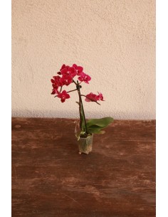 Orquídia Phalaenopsis mini (1 vara de flors)