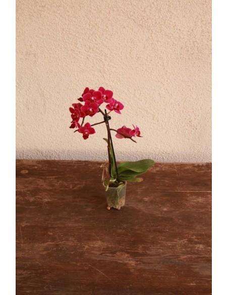 Orquídea Phalaenopsis mini (1 vara de flores)