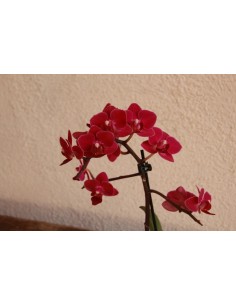 Mini orquídea Phalaenopsis (1 haste de flor) 2