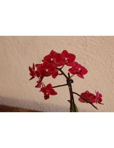 Orquídea Phalaenopsis mini detalle