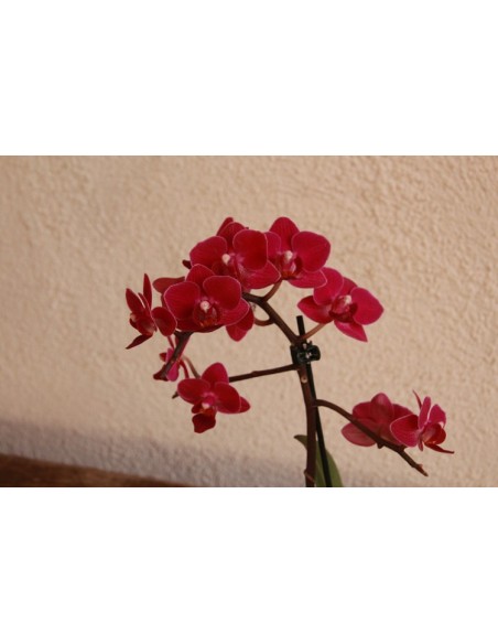 Orquídia Phalaenopsis 2 vares (test 12 cm ø)