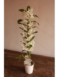 Orquídea Dendrobium Nobile (1 vara de flores)