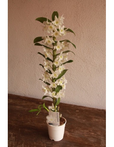 Orquídea Dendrobium Nobile (1 vara de flores)