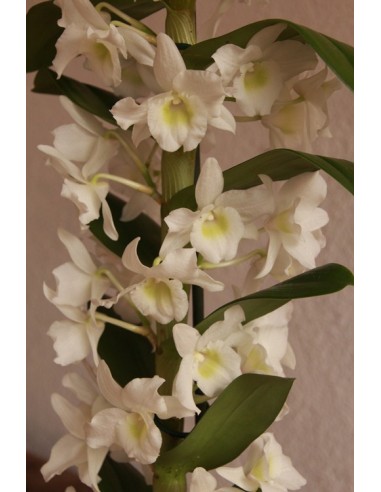 Orquídia Dendrobium Nobile (1 vara de flors)
