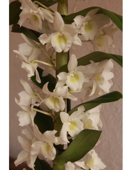 Orquídea Dendrobium Nobile detalle