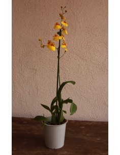 Orquídea Oncidium