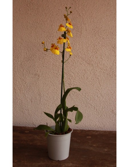 Oncidium Orchid