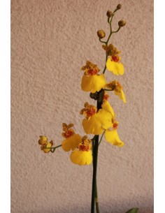 Orquídea Oncidium 2