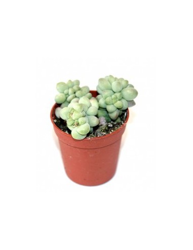 Cactus y crasa variado Mini cactus (maceta 5,5 cm ø)