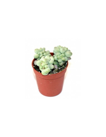 Cactus y crasa variado Mini cactus (maceta 5,5 cm ø)