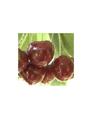 Almendro largueta