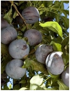 Almendro largueta
