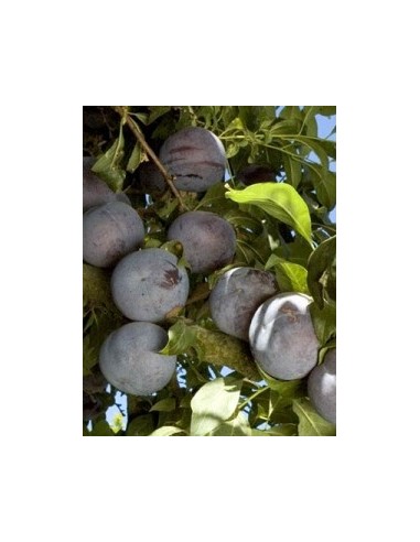 Prunera Friar
