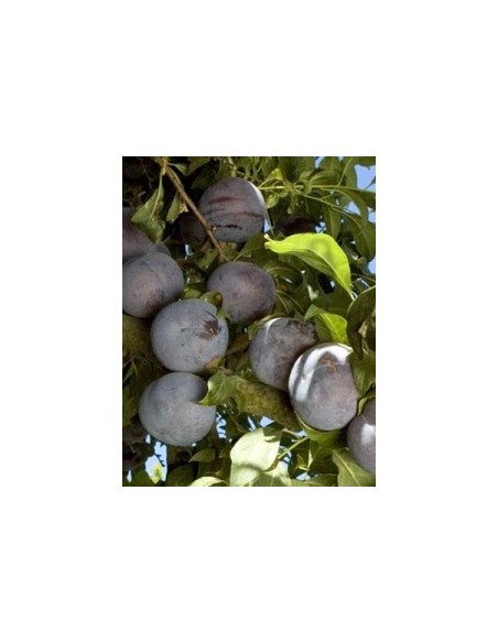 Almendro largueta