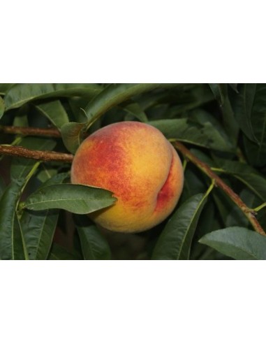 Melocotonero Miraflores (melocoton de viña)