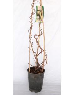 Kiwi autofertil (maceta 2,5 litros)