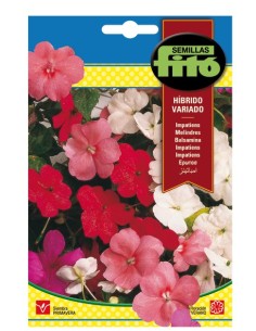 Llavor impatiens híbrida variada