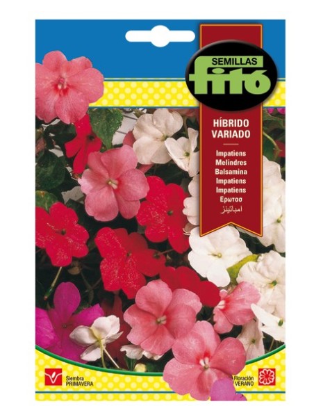 Llavor impatiens híbrida variada