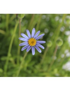 Agatea 2