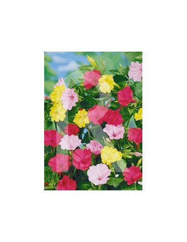 Bulb de Mirabilis Rocalba (bossa 3 unitats)