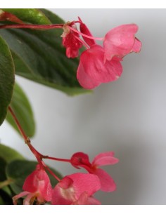 Begònia 2
