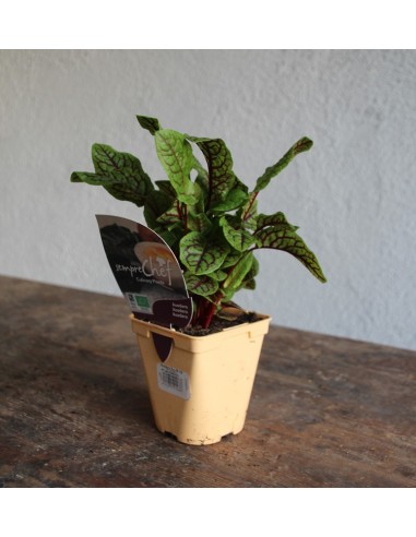 Acedera ecológica (maceta 10,5 cm Ø)