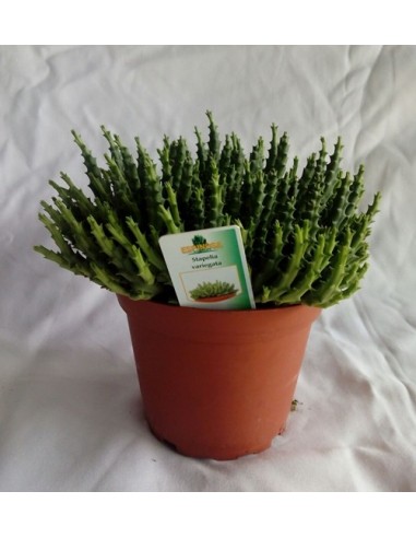 Cactus Stapelia (test 5,5 cm ø)
