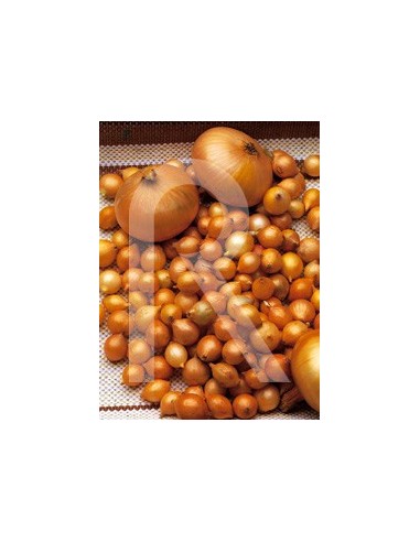 Cebola de mesa Stuttgarter Riersen (400 gramas)