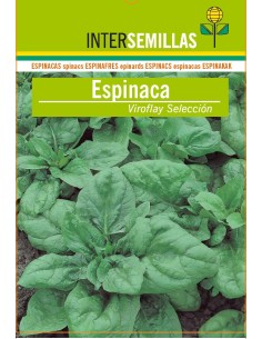 Llavor hortícola Espinac Viroflay Esmeralda