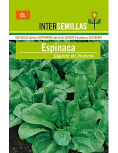 Semilla Espinaca de invierno gigante Santos
