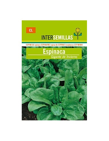 Llavor hortícola Espinac d'hivern gegant Santos