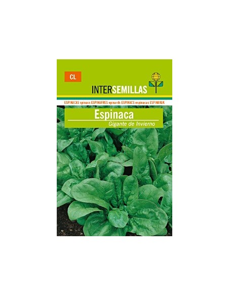 Llavor hortícola Espinac d'hivern gegant Santos