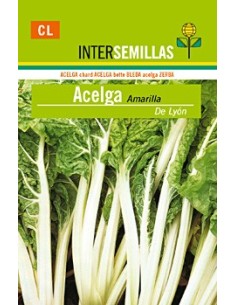 Semilla Acelga amarilla de Lyon