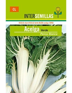 Semilla Acelga verde penca blanca