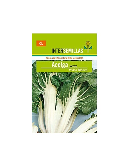 Semilla Acelga verde penca blanca