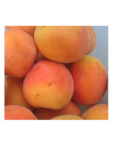 Apricot Moniquí