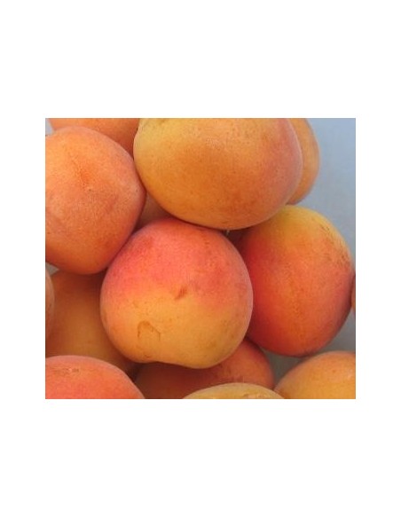 Apricot Moniquí