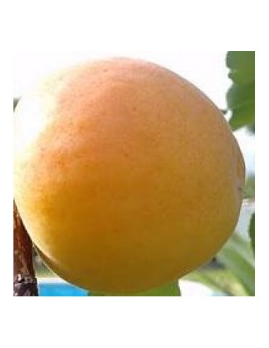 Albaricoquero Moniquí
