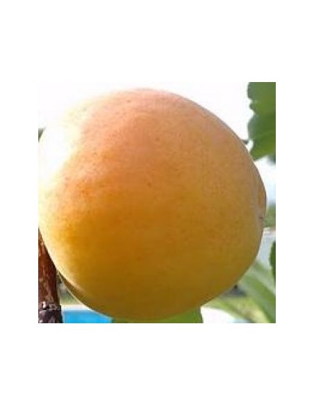 Apricot Moniquí
