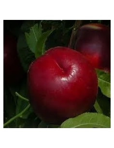 Fairline Nectarine 2 ans à 17,95€ chez Germigarden