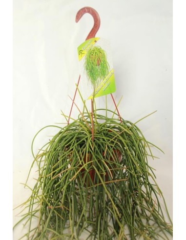 Rhipsalis baccifera Schafen (test 13 cm Ø)