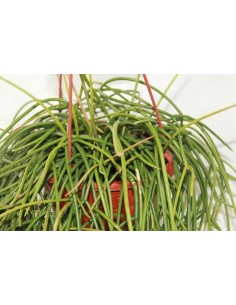Rhipsalis baccifera Schafen (maceta 13 cm Ø) 2