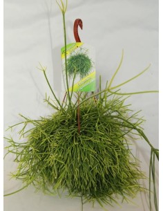 Rhipsalis Capiliformis (maceta 13 cm Ø)