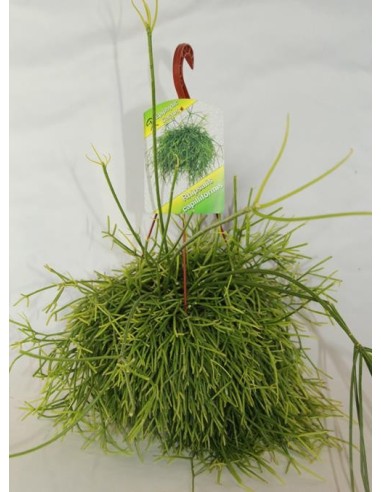 Rhipsalis Capiliformis (vaso 13 cm Ø)
