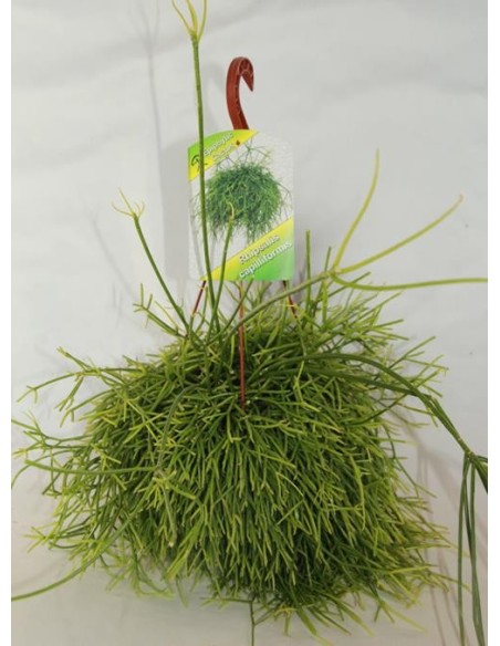 Rhipsalis Capiliformis (maceta 13 cm Ø)