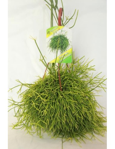Rhipsalis Capiliformis detalle