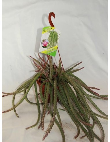 Allhelí