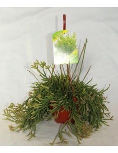 Rhipsalis Ewaldiana (maceta 13 cm Ø)